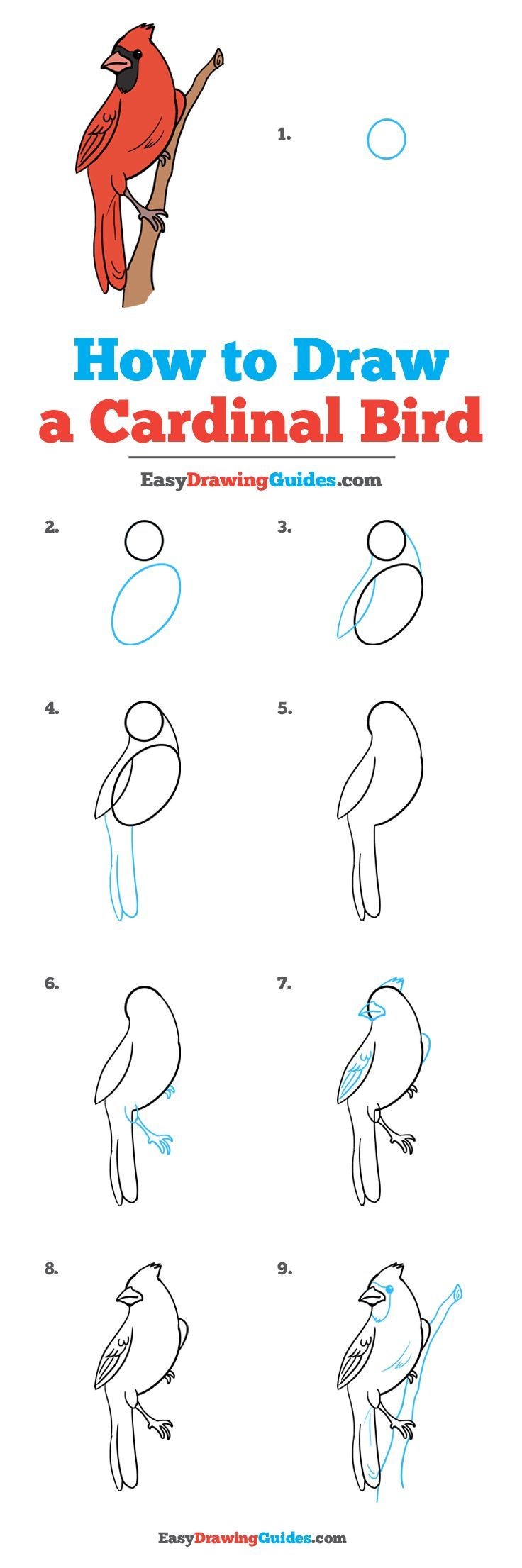 How to draw Cardinal Idea 5