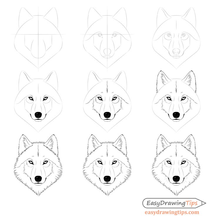 How to draw Wolf head