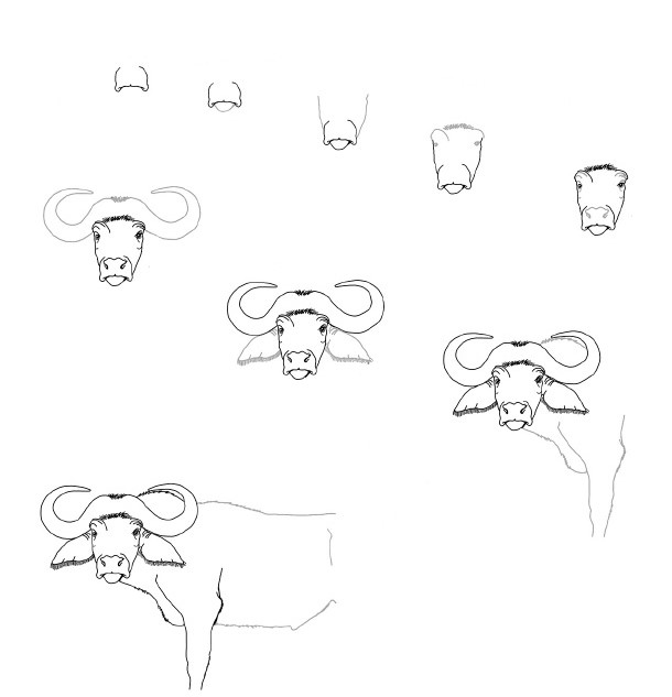 How to draw Asian buffalo
