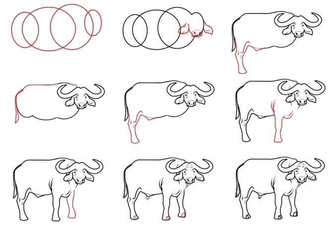 How to draw Asian water buffalo 4