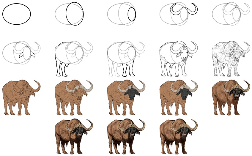 Black-faced buffalo Drawing Ideas