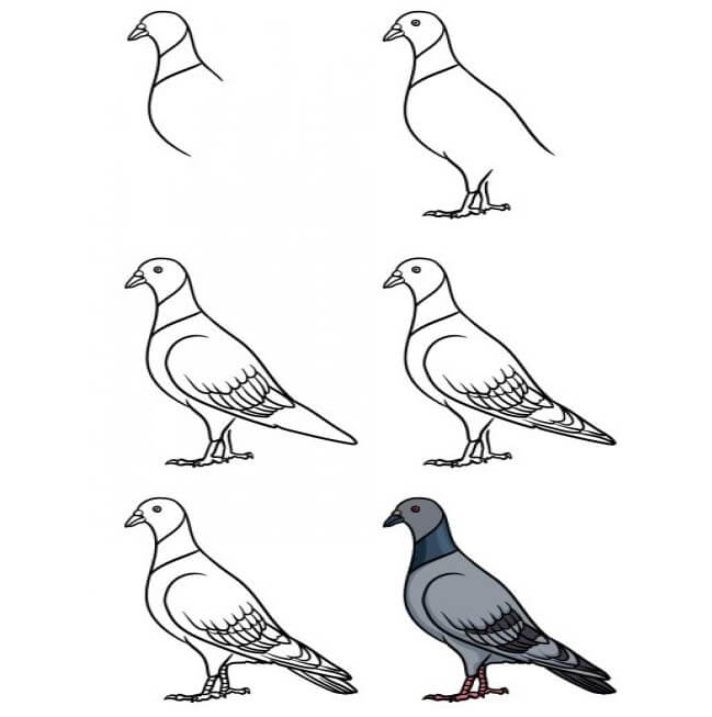 How to draw Blue dove 3
