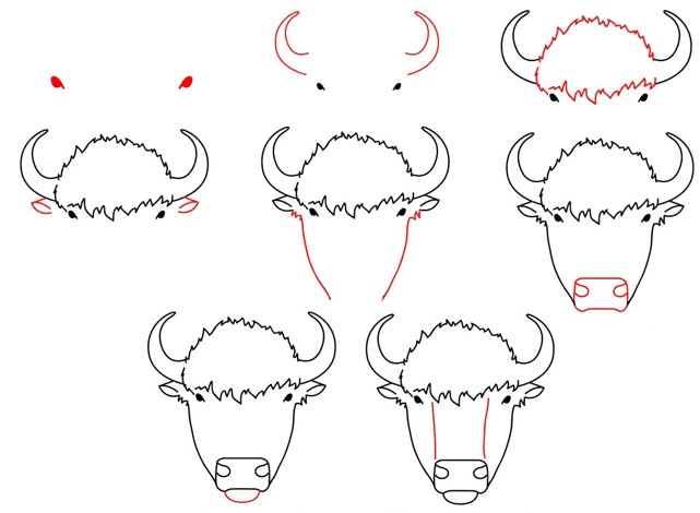 How to draw Buffalo head 2