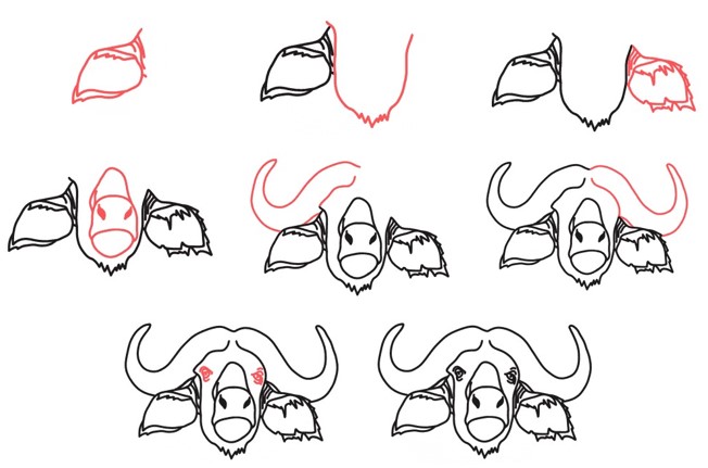 How to draw Buffalo head 3