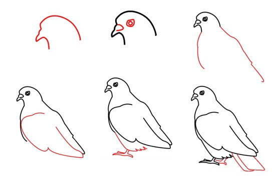Dove easy Drawing Ideas