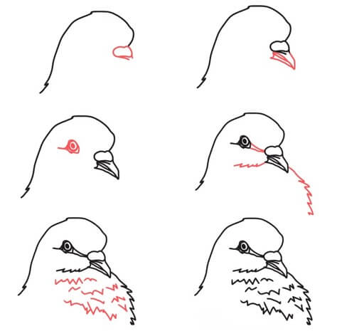 How to draw Dove head
