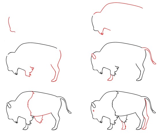 How to draw European buffalo