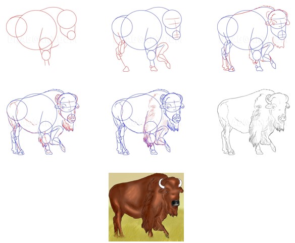 How to draw European wild buffalo
