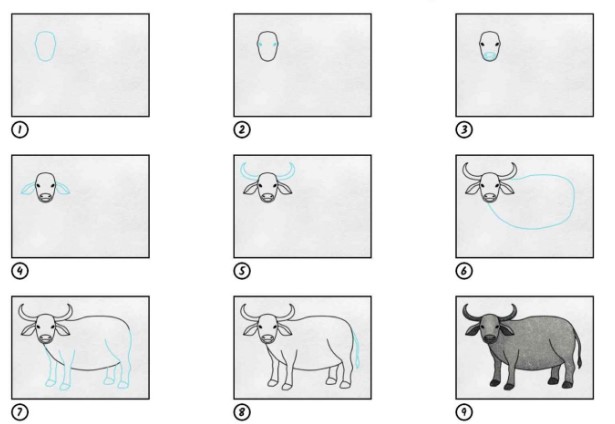How to draw Gray buffalo
