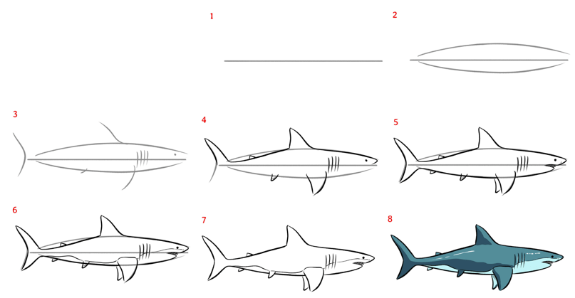 How to draw killer shark