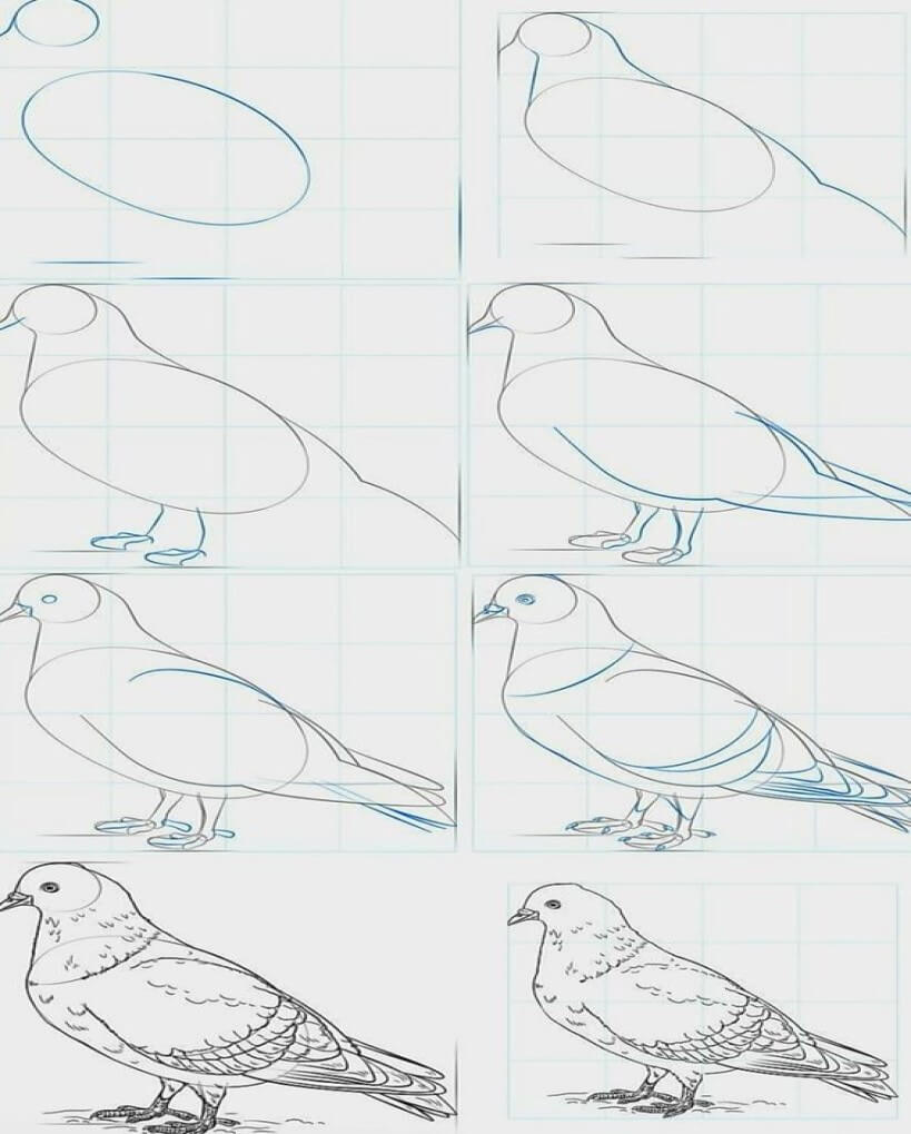 How to draw Pigeons easy