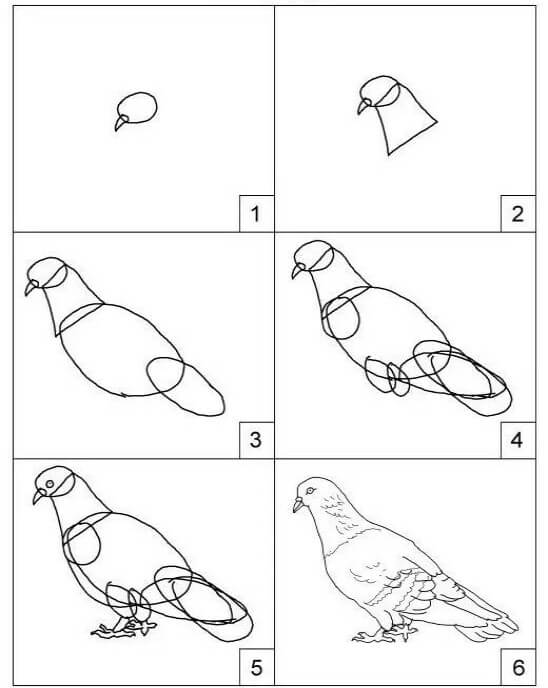 Simple pigeon Drawing Ideas