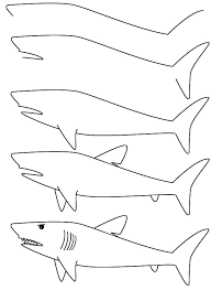 How to draw White shark 2