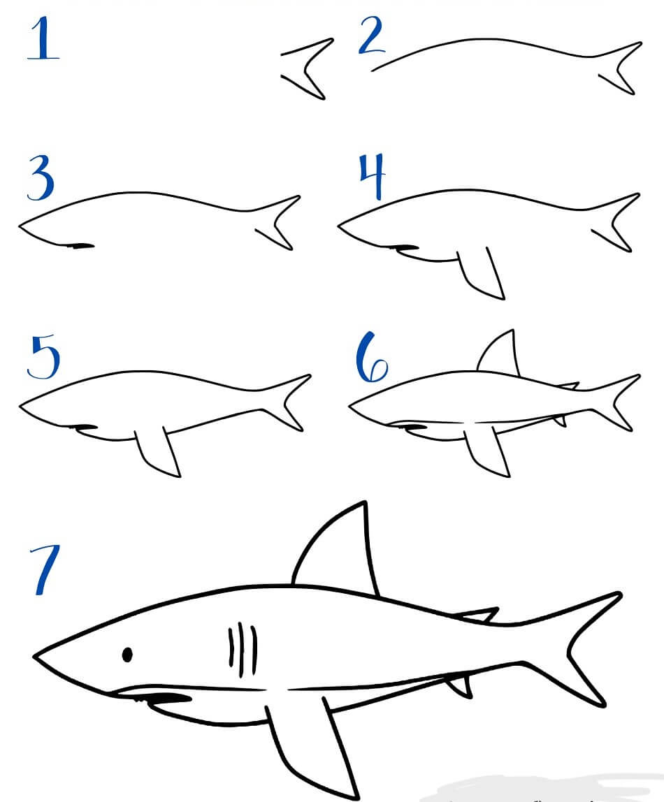 White shark Drawing Ideas
