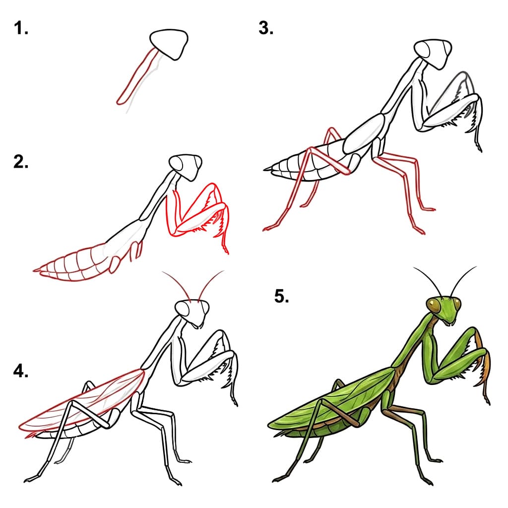 How to draw Draw Mantis