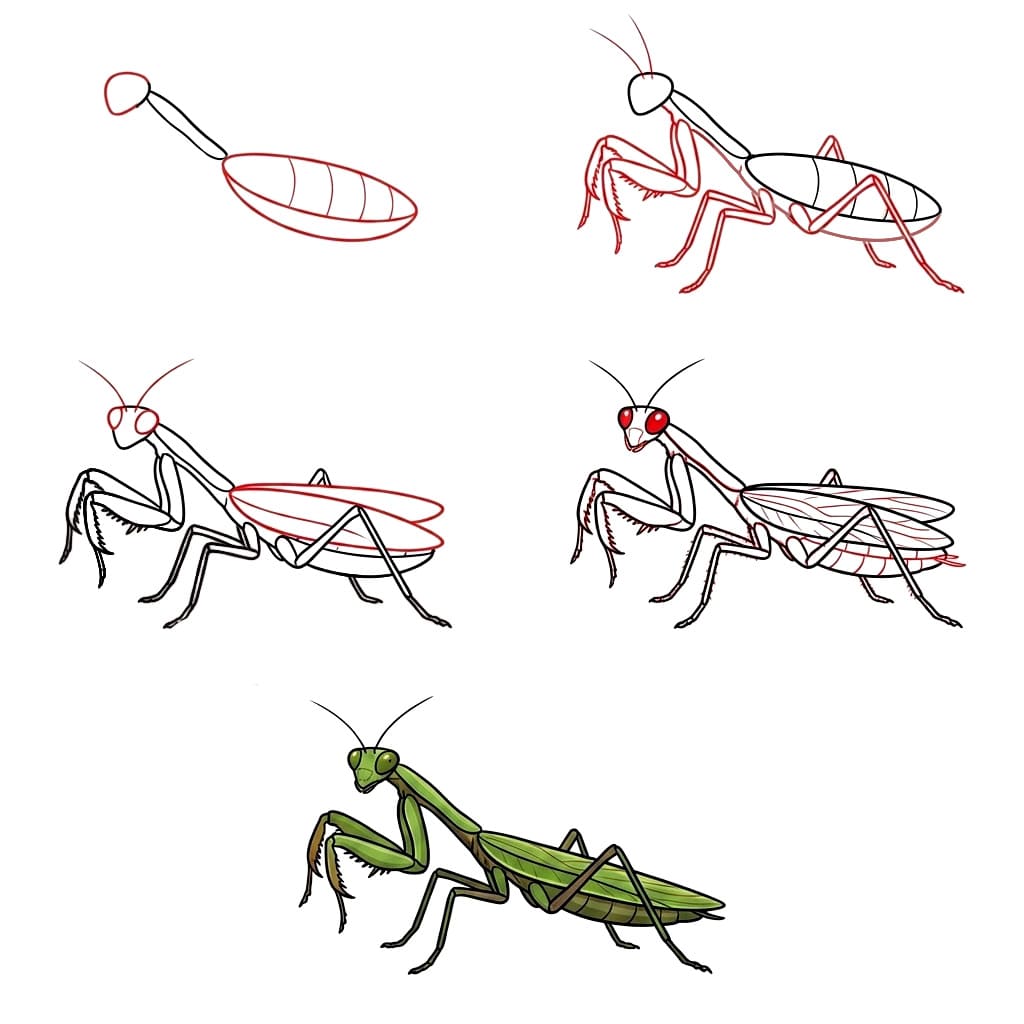 How to draw Long Mantis