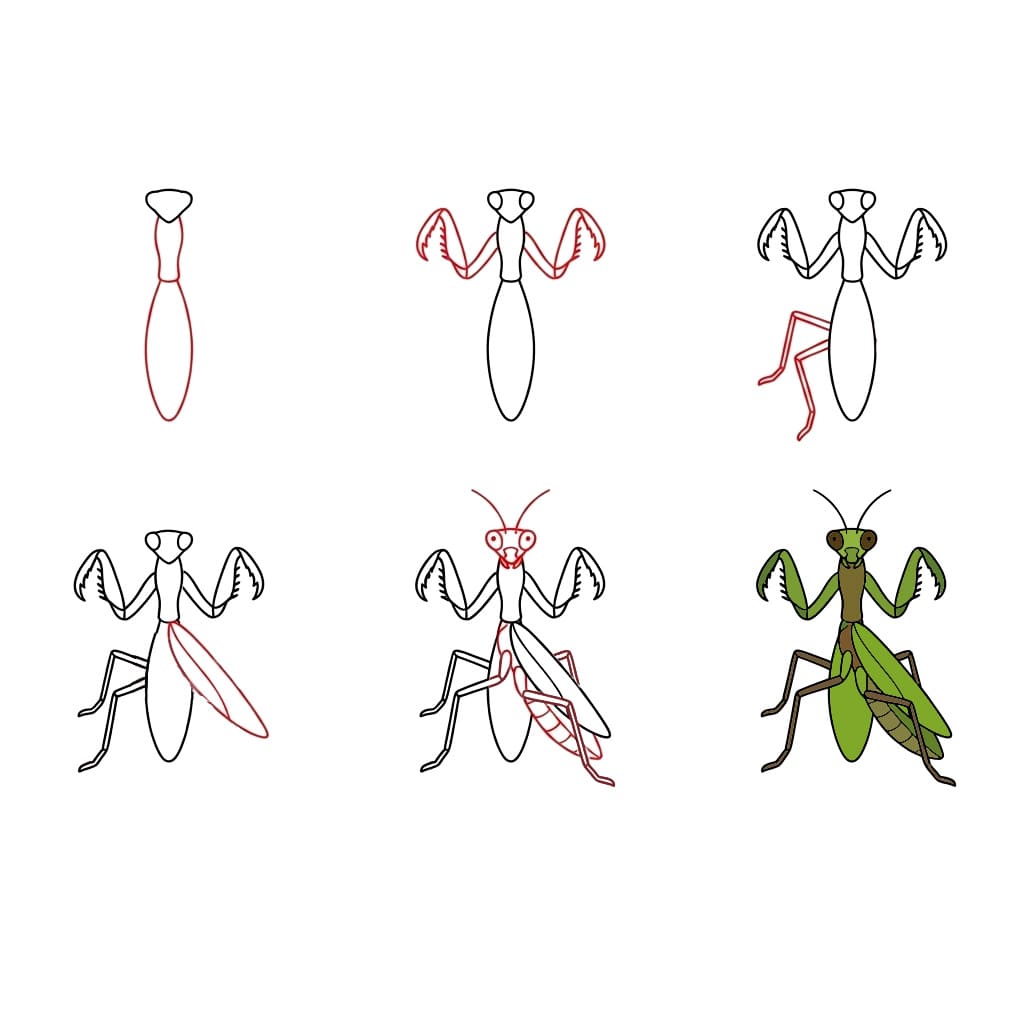 How to draw Mantis Image