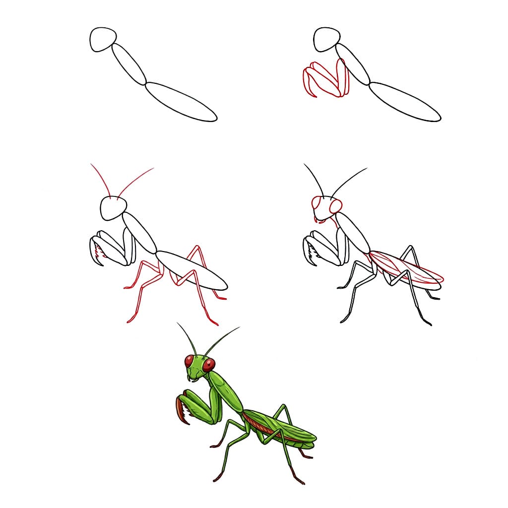 How to draw Mantis Insect