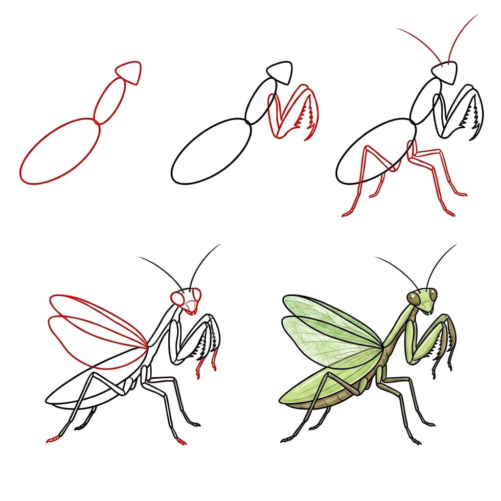 How to draw Print Mantis