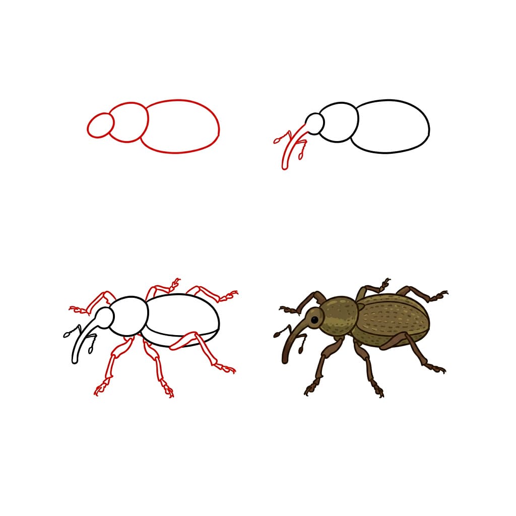 Weevils Beetle Drawing Ideas