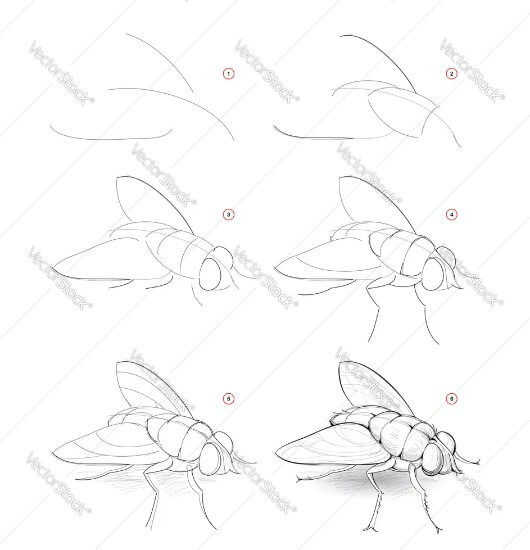 How to draw A fly idea 9
