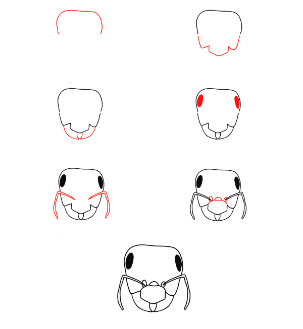 How to draw Ant face