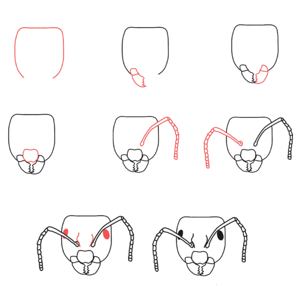 How to draw Ant head