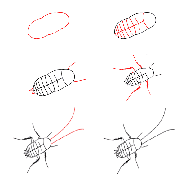How to draw Baby cockroach
