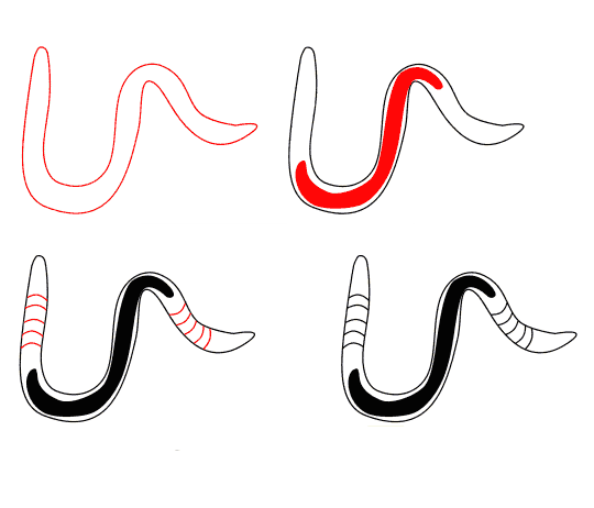 How to draw Baby worm
