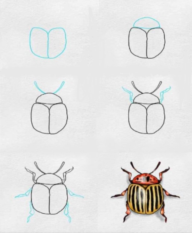 How to draw Beetle idea (9)
