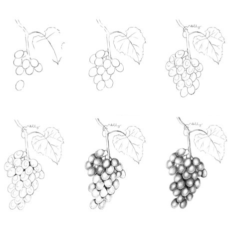 Bunch of grapes idea (5) Drawing Ideas