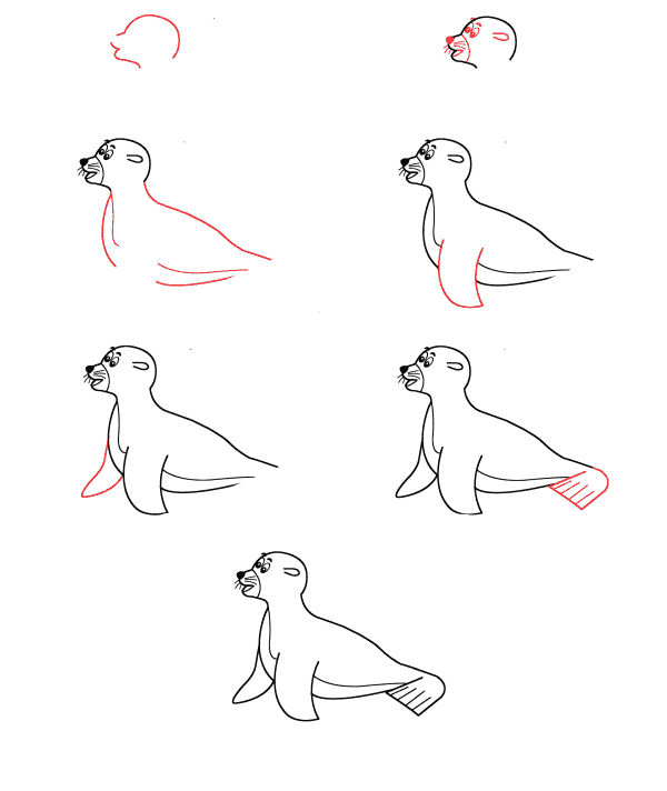 How to draw Cartoon seal