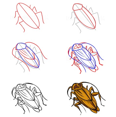 How to draw Cockroaches idea 5