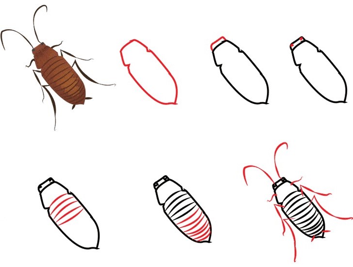 How to draw Cockroaches idea 6