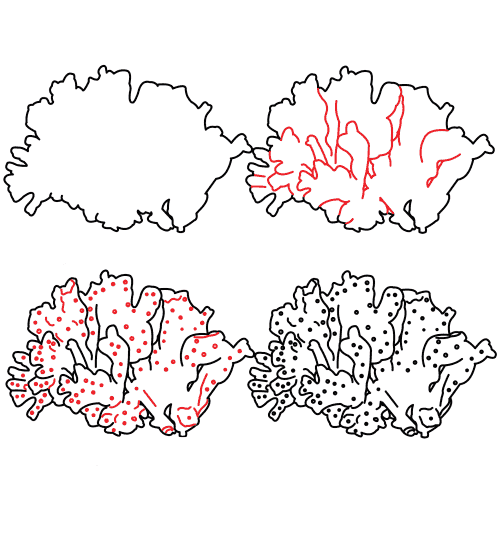 Coral Polyp Drawing Ideas
