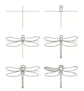 How to draw Dragonfly idea 11