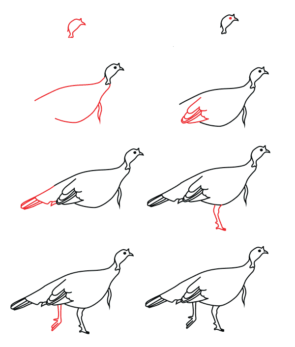 How to draw Female turkey (1)