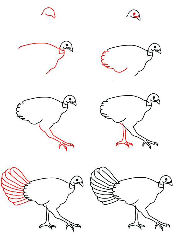 How to draw Female turkey (2)