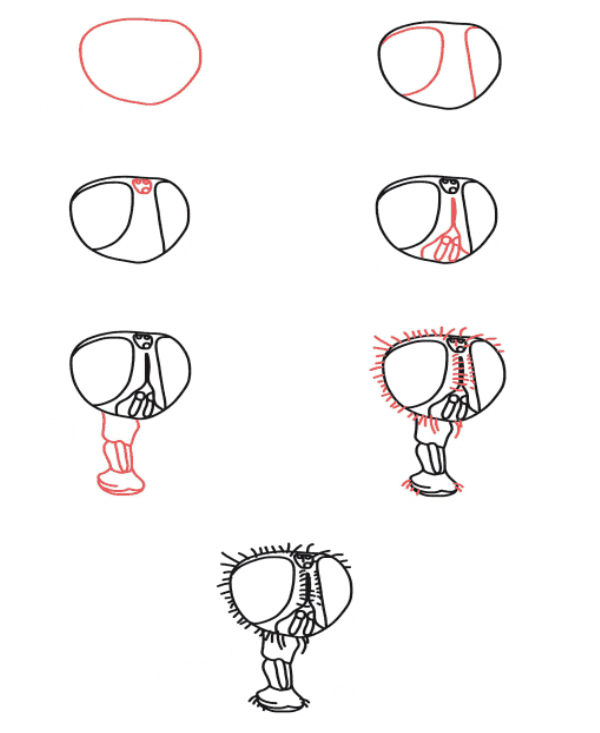 How to draw Fly head