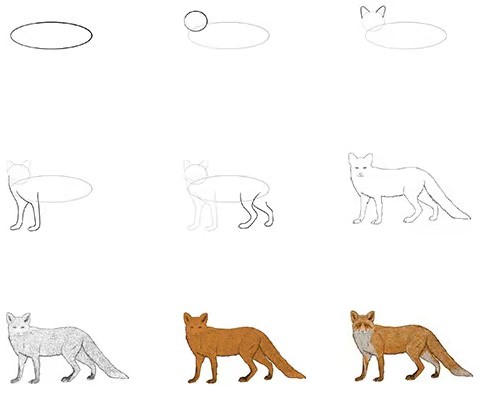 Fox full body Drawing Ideas