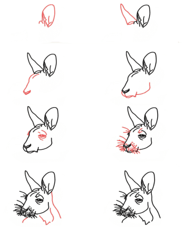 Kangaroo head Drawing Ideas