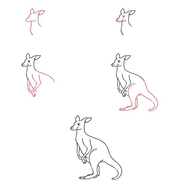 How to draw Kangaroo idea (13)
