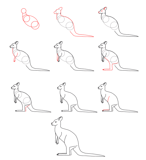 How to draw Kangaroo idea (5)