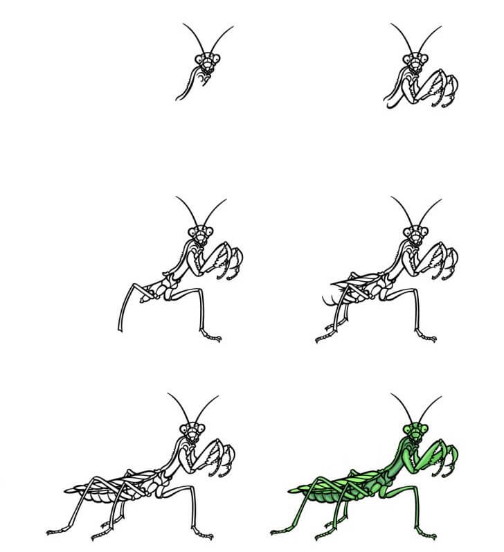 Mantis idea (10) Drawing Ideas