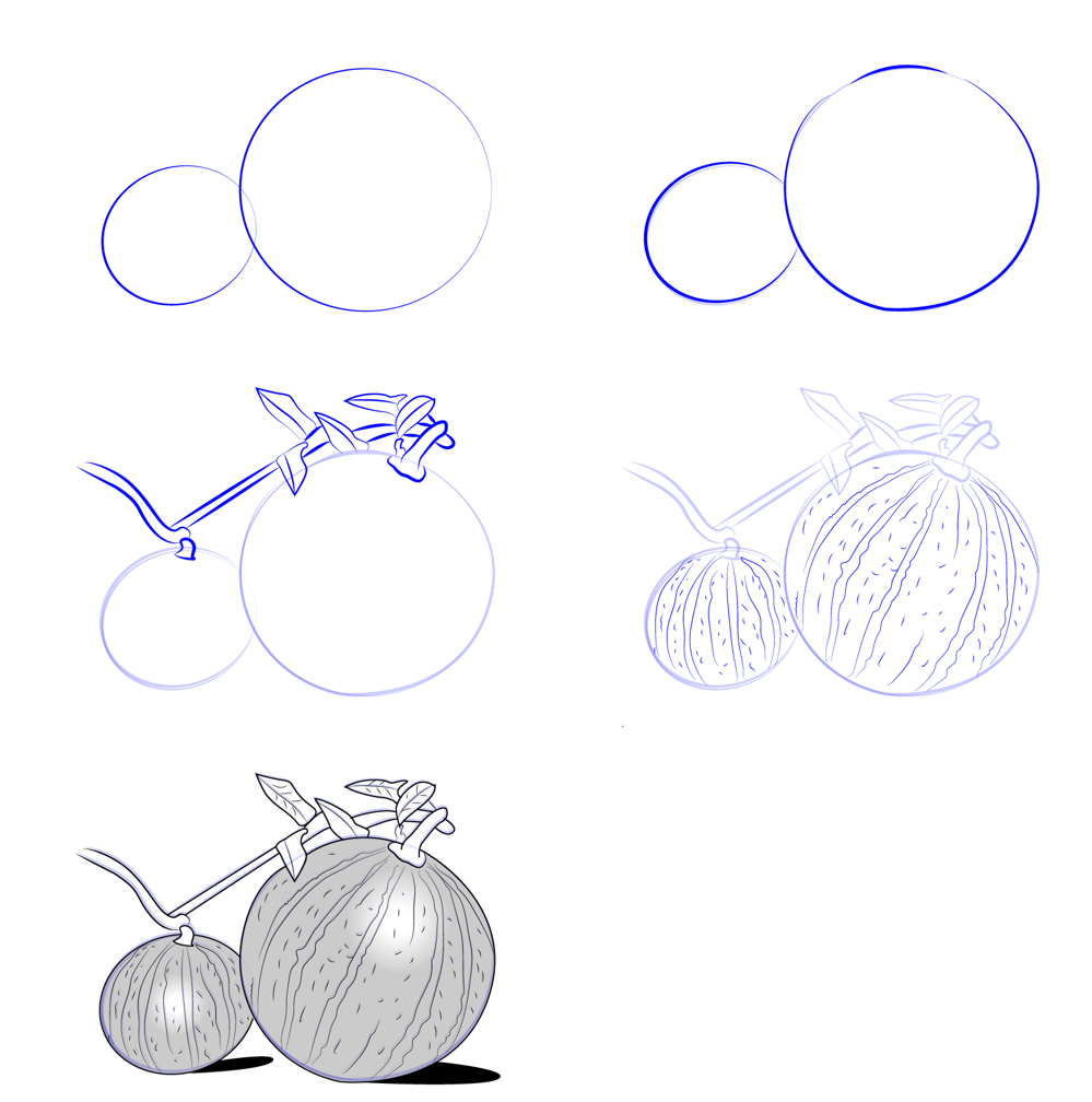 Newly ripe watermelon Drawing Ideas