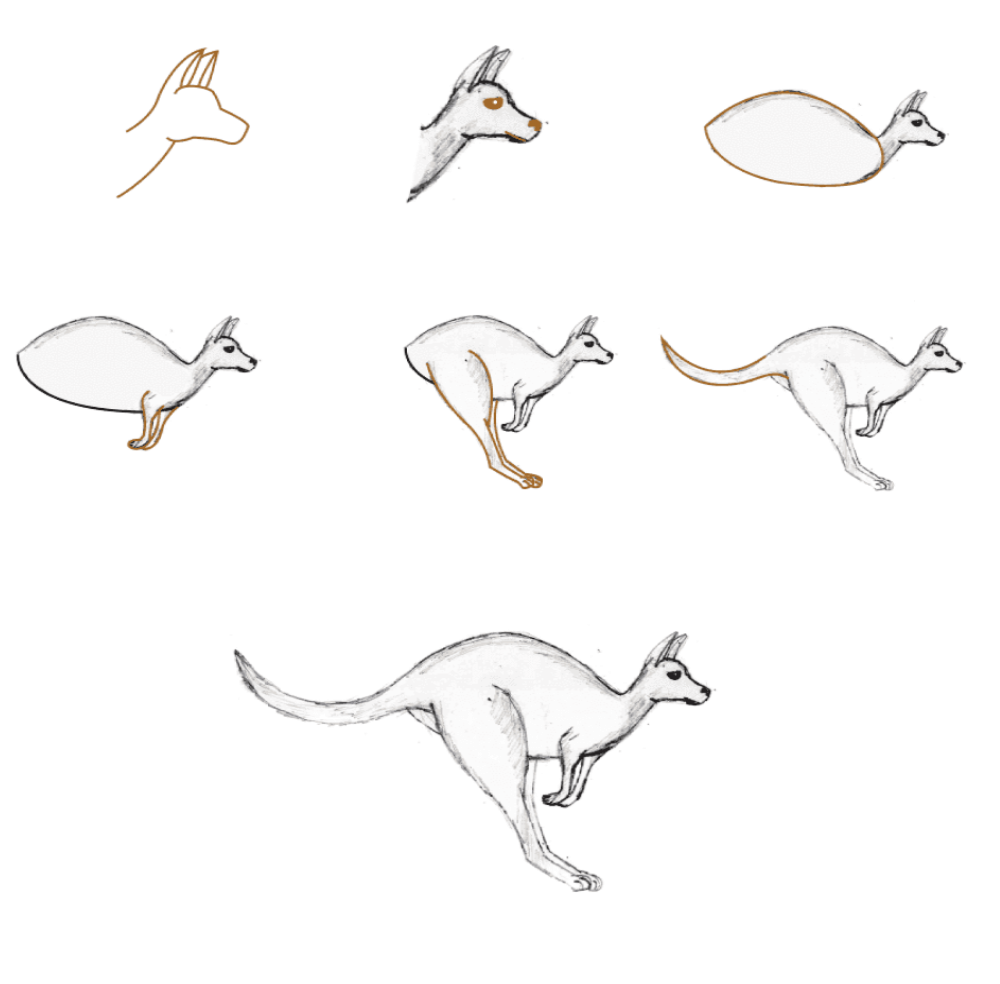 How to draw Realistic kangaroo (4)