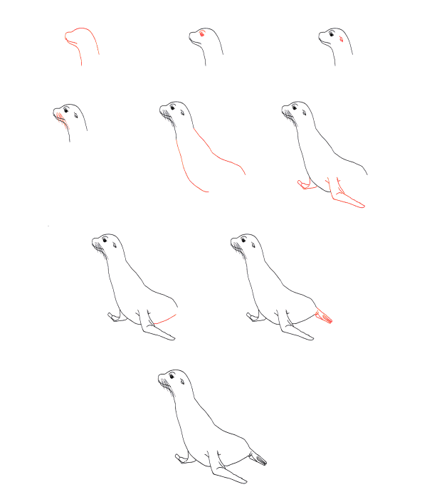 Realistic seal Drawing Ideas