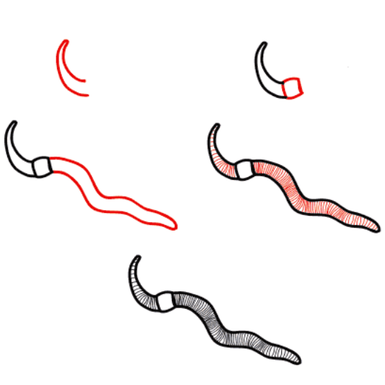How to draw Realistic worm