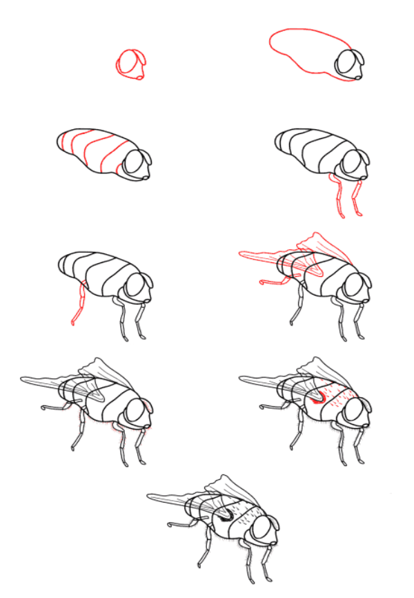 Rrealistic fly Drawing Ideas