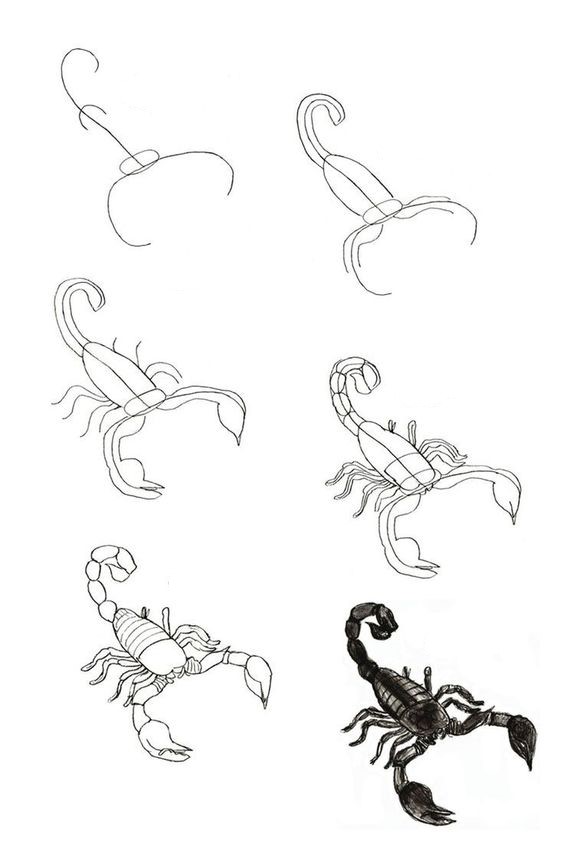 Scorpion idea (11) Drawing Ideas